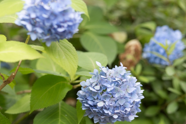 家族に見守られ花嫁になる
