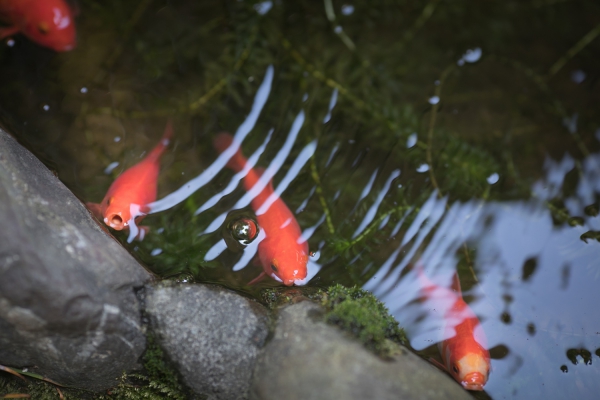 親族と親しい人を招いた祝言