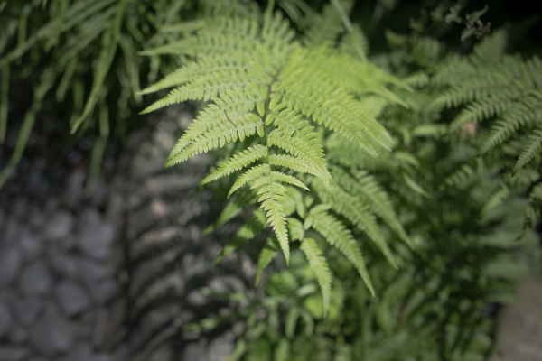 親族と親しい人を招いた祝言