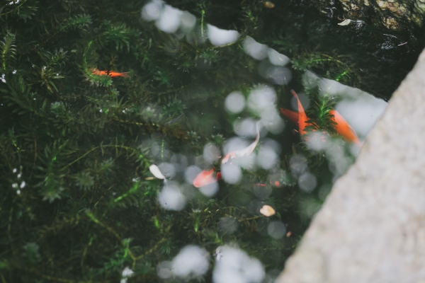 庶民的な儀式「祝言」