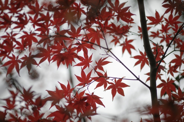 家族旅行！鎌倉でお泊り＆祝言